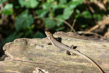 Beautiful elegant lizard.