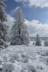 Décor de neige et de givre au plateau des Hautes Fagnes en Belgique