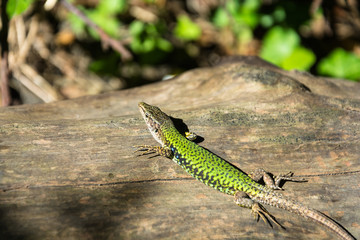 Beautiful elegant lizard.