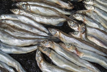 capelin fresh fish