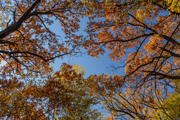 Beautiful autumn trees in a mountain forest. Horizonal autumnal