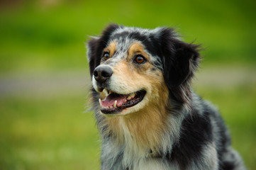Australian Shepherd portrait