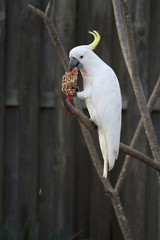 White Cockatoo