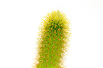 Cactus isolated on white background