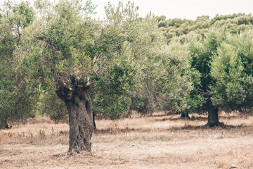 Growth of olive trees by thick trunk under clear sky sunny of a morning winter
