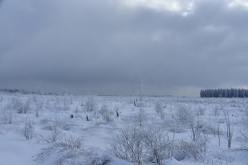 Tourbières et buissons émergeants de la neige sur le plateau des Hautes Fagnes en Belgique