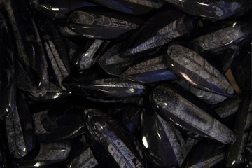 fossil stones with sea creatures