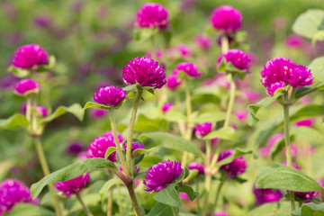 globe amaranth beauty Flower, Bachelor Button