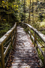 Fototapeta premium Boardwalk through Forested Area