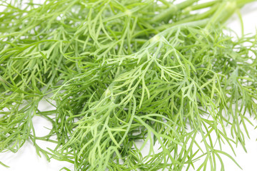 Dill Anethum graveolens herb