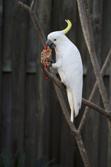 White Cockatoo