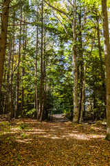 Path in the Fall Forest