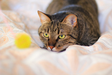 tabby cat hunting playing