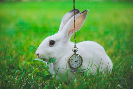 Rabbit with clock Alice in Wonderland
