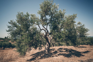 Old olive tree and cloudy sky is back