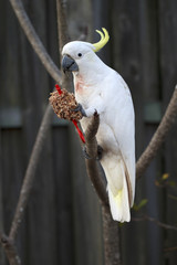 White Cockatoo