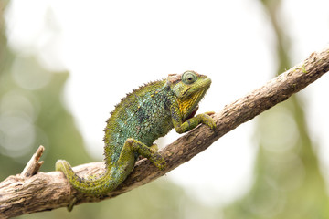 chameleon on twig in ruwenzori mountains, uganda