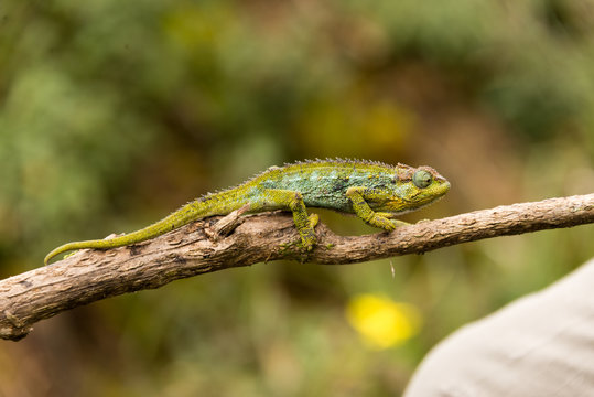 chameleon on twig in ruwenzori mountains, uganda