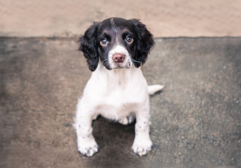 Puppy Spaniel sitting looking at camera