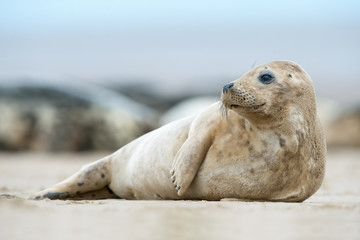 Naklejka premium Atlantic Grey Seal Pup (Halichoerus Grypus)/Atlantic Grey Seal Pup on sandy beach