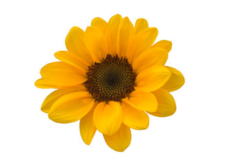 Little Sunflower on White Background