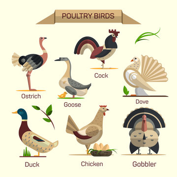 Farm birds vector set in flat style design. Poultry domestic animals icons collection. Goose, hen, duck, gobbler.