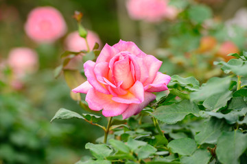 beautiful pink rose in a garden