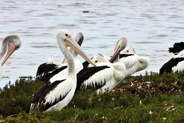 Australian Pelican,Pelecanus conspicillatus,ashore, Australia