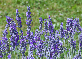Violet Lavender Flowers