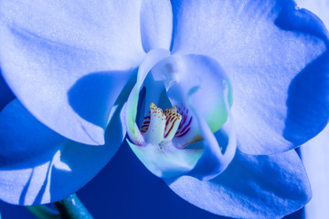 Orchid flower with petals, close up