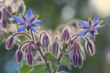 Borage flowers close up (Borago officinalis)