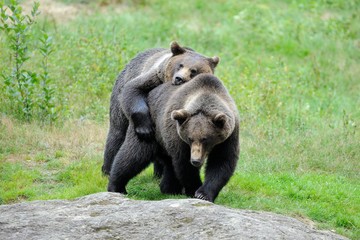 Obraz premium Bear (Ursus arctos)