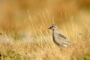Eurasian Dotterel (Charadrius morinellus)