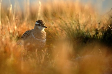 Eurasian Dotterel (Charadrius morinellus)