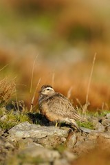 Eurasian Dotterel (Charadrius morinellus)