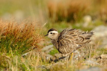 Eurasian Dotterel (Charadrius morinellus)