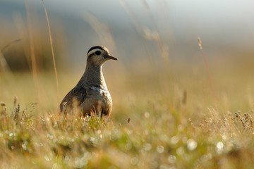 Eurasian Dotterel (Charadrius morinellus)