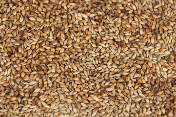 malt grains closeup