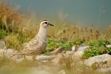 Eurasian Dotterel (Charadrius morinellus)