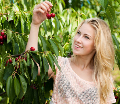 Beautiful young blond woman harvesting cherries on a hot spring