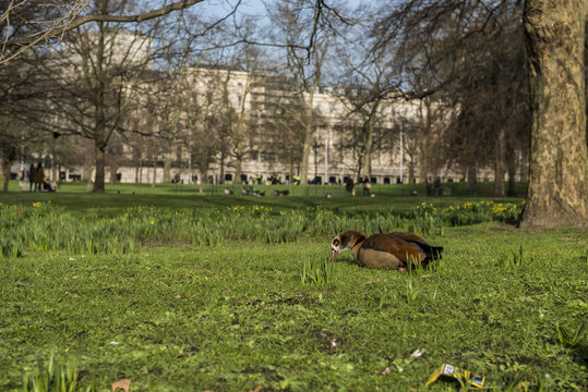 Papera a Londra