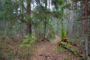 Footpath in a pine forest