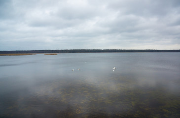 Slokas lake with floating swans in Kemeri region, Latvia