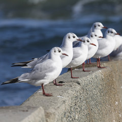 Group of seagulls