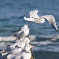 Group of seagulls