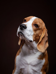 Portrait of young beagle dog