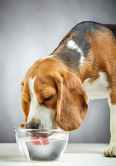 Beagle dog drinks water