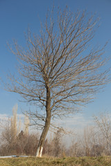 lonely dry tree on the green grass in the winter, the surrounding small dry trees.