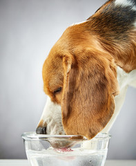 Beagle dog drinks water