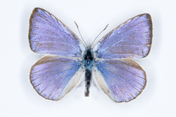 Iolas blue; iolana iolas,  isolated on white
